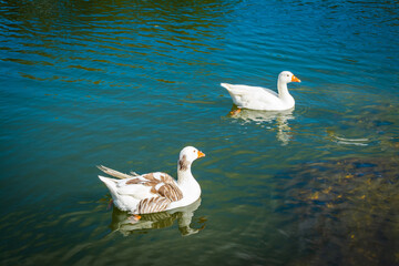 Two white geese swimming in a blue water of the pond. Close-up