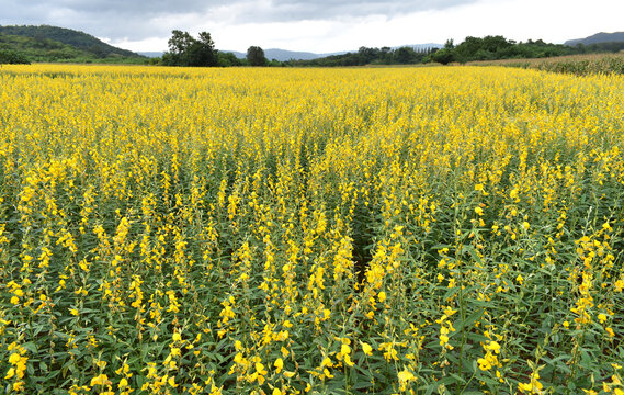 Sunhemp or Crotalaria juncea,Madras hemp,field with mountain view background.is a tropical Asian plant It bears yellow flowers and elongate, alternate leaves