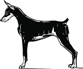 vector illustration The doberman pinscher dog 