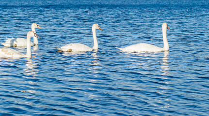 Young swans in the cool water of the canal near the city of Novi Sad in the autumn.