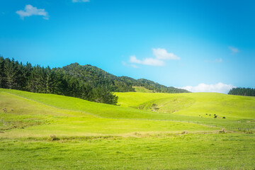 Green rolling hills of a pasture with cows grazing on the distant slopes. Iconic New Zealand.