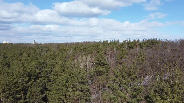 Pines tops swaying in the wind in forest, aerial view