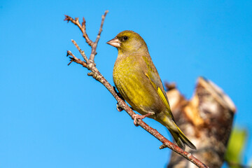 Greenfinch (Chloris chloris) portrait image of an Eurasian bird perched on a tree branch which is a common small garden songbird found in the UK and Europe, stock photo image