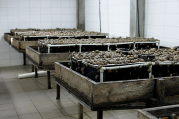 snay farm. cultivation of live snails in production