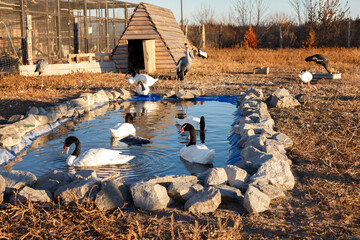 black-necked wracks in a lake on a farm