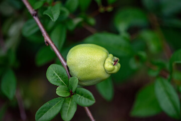 quince fruit