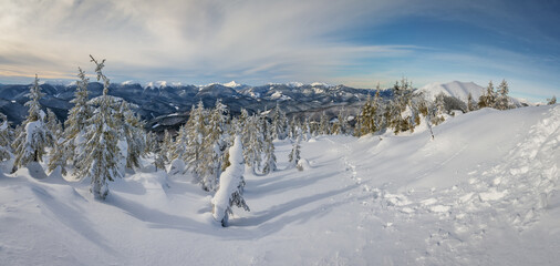 Amazing landscapes of nature. Winter forest with snow-covered fir trees in the mountains. Snowy landscape. Stunning natural backdrop. A panoramic view.  Carpathian Ukraine Europe.