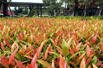 A field of Christina trees with red and green stems spread beautifully on a blurry background in the outdoor garden.