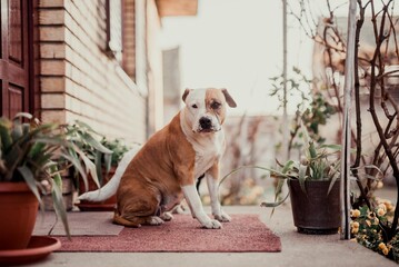 american staffordshire terrier dog isolated