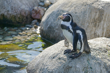 penguin on the rocks