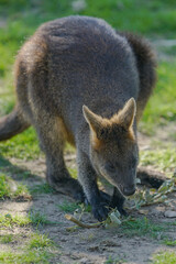 Naklejka premium kangaroo in the grass
