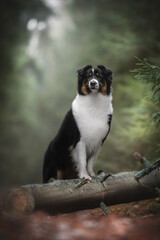 A female tricolor australian shepherd dog standing with her front paws on a fallen tree against a background of green autumn coniferous forest