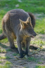 Fototapeta premium red fox in the wild