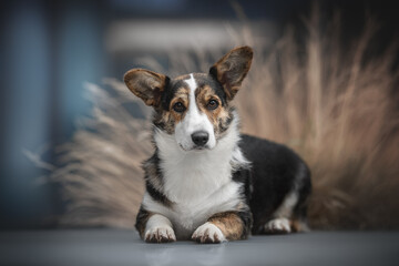 Cute brindle welsh corgi cardigan dog lying on gray glossy tile against the backdrop of a blue cityscape and a bush of dry grass. Light reflection in glass. Looking into the camera