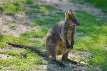 kangaroo in the grass