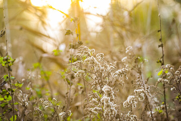 Autumn landscape, dried flowers in a field in the autumn sun, selective focus.