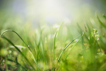 Close up of green summer grass with natural light and blurred effects. Nature background. Front view.