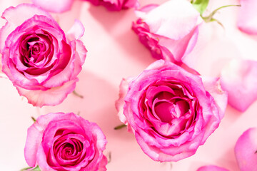 Pink roses