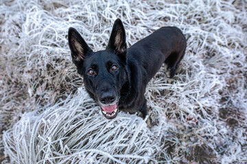 Glückliches Hundeleben
