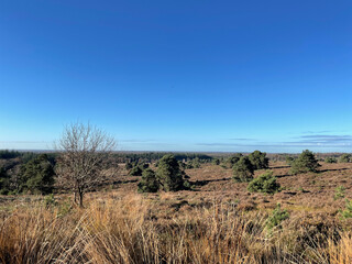 Fototapeta premium View from the Holterberg during autumn