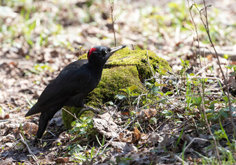 Black woodpecker sits on a tree stump in the forest on a sunny day
