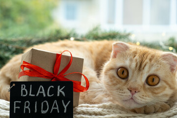 Black Friday big sale promotional sign with adorable tabby cat and gift close up on Christmas...