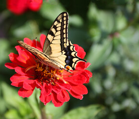 Fototapeta na wymiar Butterfly feeding on flower