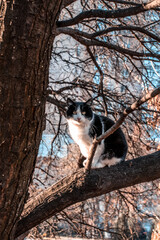 Black and white cat on a tree