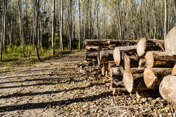 Forest by the Danube in Autumn. Cut poplar trees by the road in the autumn forest. 