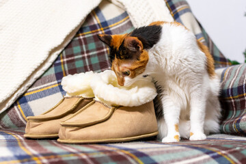 charming tricolor cat is sitting next to the slippers on the sofa.