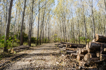 Forest by the Danube in Autumn. Cut poplar trees by the road in the autumn forest. 