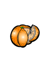 Fototapeta na wymiar citrus illustration