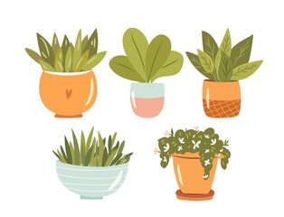 Obraz premium Set of isolated cute houseplants. Various cozy home potted indoor or office plants. Flat vector illustration