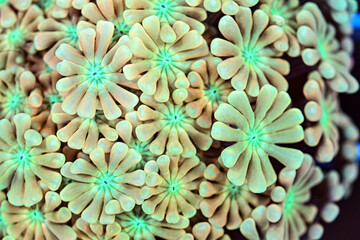 Coral reef Alveopora