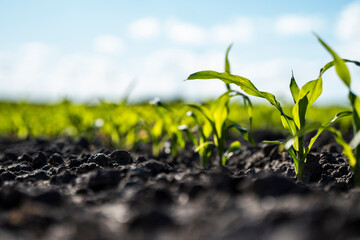 Rows of young corn plants growing on a fertile field with dark soil. Agriculture.
