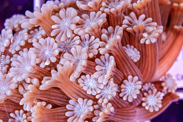Coral reef Alveopora © Erik
