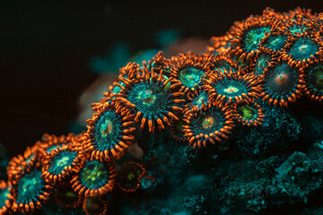 Coral reef Zoanthus