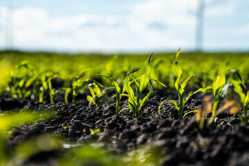 Corn field with young plants on fertile soil. Rows of young corn plants growing on a fertile field...
