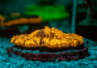 Coral reef in aquarium