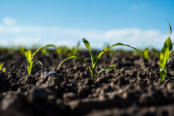 Green corn plants on a fertile field. Agricultural process.