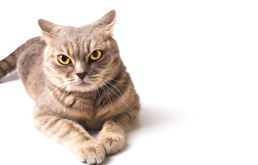 Angry cat against white background.