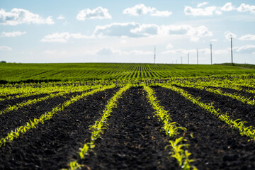 Panoramic view of rows of young corn shoots on beautiful summer field.