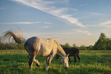 Horses of different colors graze in the pasture in sunny spring evening.