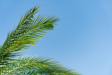 branches of a palm tree against a blue sky. vegetation of the tropics. 