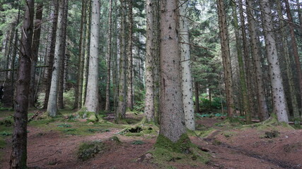 Fototapeta premium Beautiful Loch Lomond Scotland lake, forest and mountain landscapes