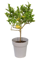 Obraz premium Cédratier Main de Bouddha
