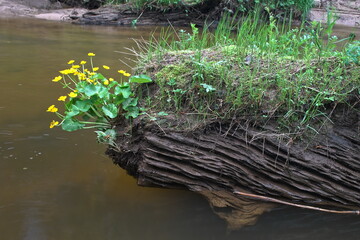 Yellow Caltha palustris flower grows on an old dead tree that has fallen into the water.