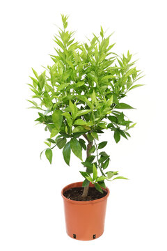Mandarinier