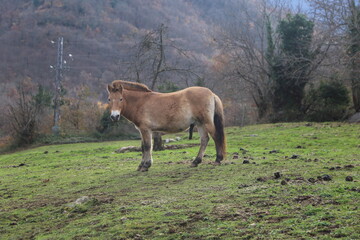 Caballo Przewalski 