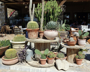 Greece. Pottery with cactus